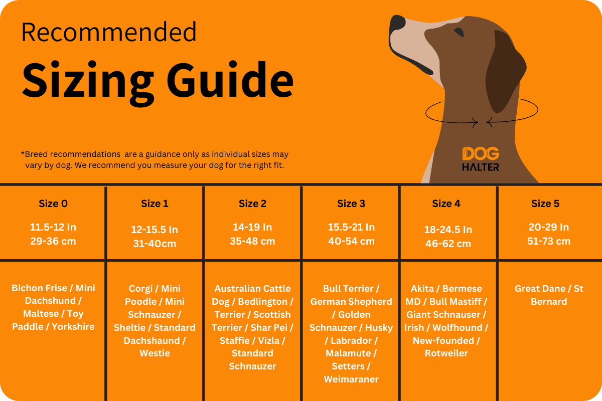 Dog Halter