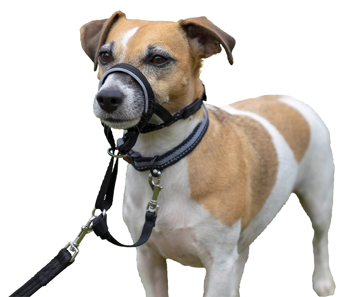 Dog Halter