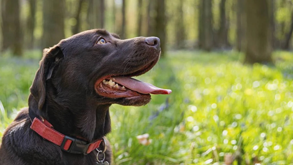 Dog Halter